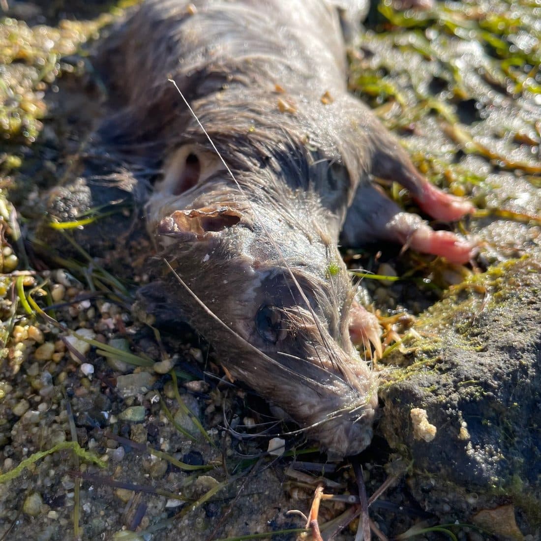 Nahaufnahme einer toten Maus, die auf algenbewachsenem Stein am Wasser liegt