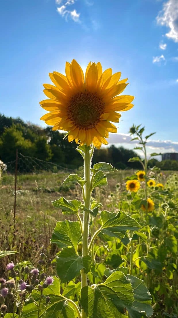 Eine Sonnenblume im Gegenlicht auf einem Feld, hinter ihr die Sonne, weiter hinten weitere Blüten und ein Waldrand
