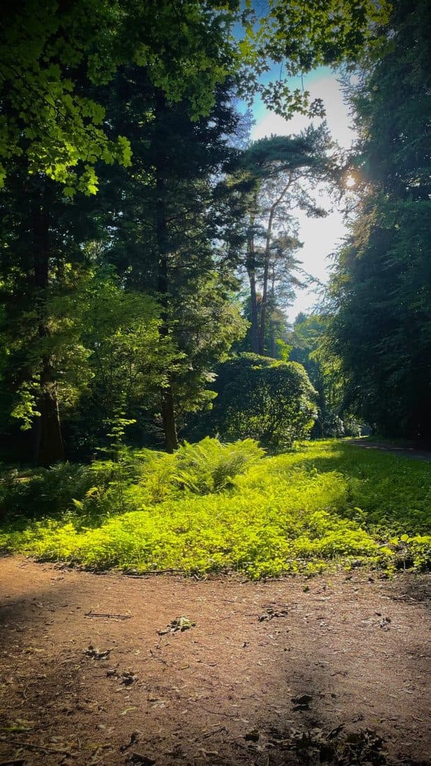 Am Rand eines Waldwegs leuchtet ein Feld aus Farnen und jungem Grün in einem Sonnenfleck, dahinter hohe dunkle Bäume