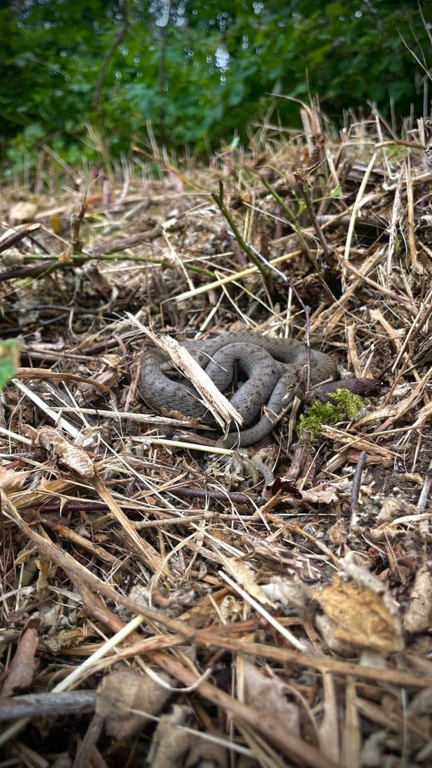 Eine graubraun gemusterte Schlange liegt zusammengerollt auf trockenem Schnittgut aus Halmen und Zweigen
