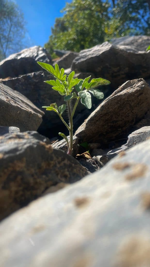Eine junge Tomatenpflanze wächst zwischen grauen Steinbrocken, im Vordergrund ein unscharfer heller Stein, oben blauer Himmel und sonnenbeschienene Bäume
