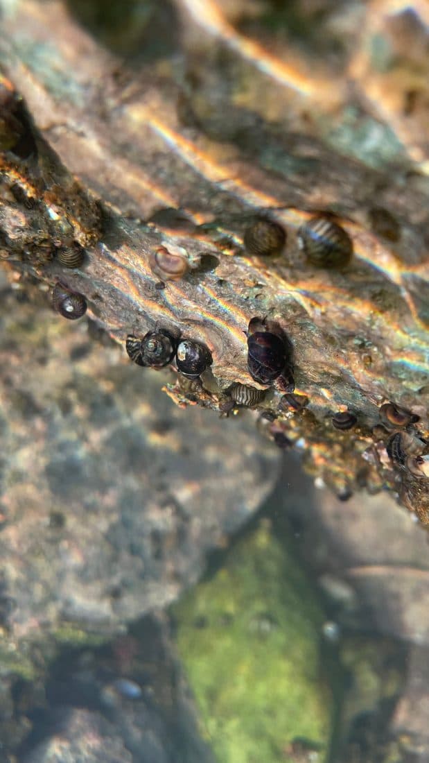 Kleine Schnecken an einem Ast unter Wasser, das Licht glitzert auf der Oberfläche