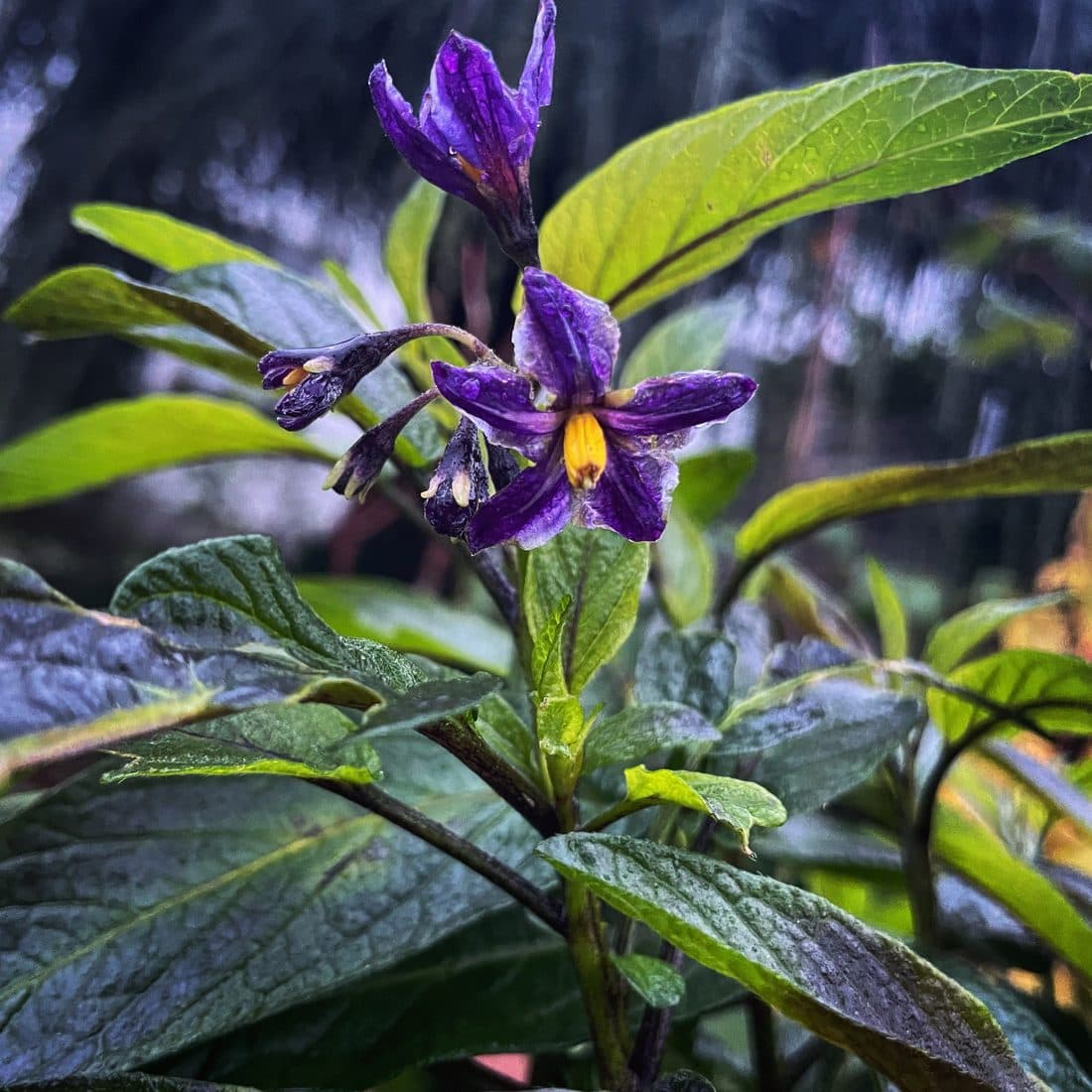 Violette Nachtschattenblüten mit leuchtend gelben Staubbeuteln über breiten, nassen grünen Blättern vor einem dunklen, unscharfen Hintergrund