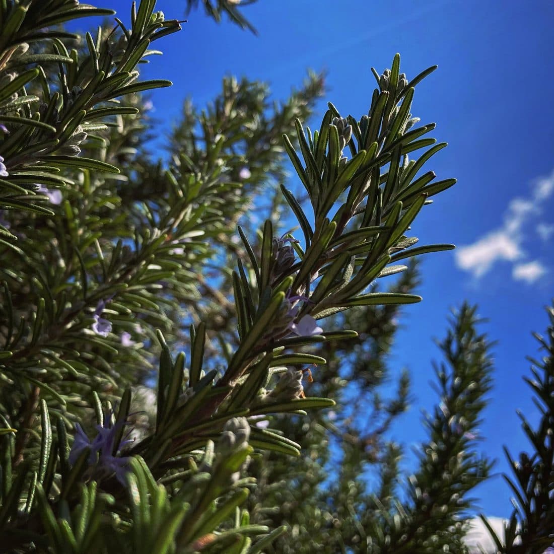 Rosmarinzweige mit kleinen violetten Blüten vor blauem Himmel