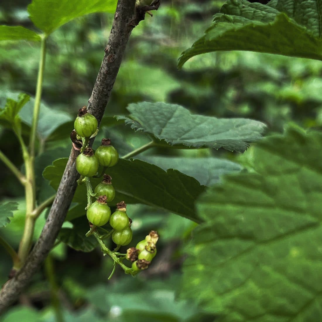 Eine Traube unreifer, grüner Johannisbeeren hängt an einem dünnen Zweig, umgeben von großen, gezähnten Blättern in sattem Grün