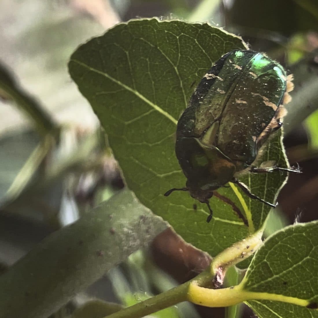 Ein grün schillernder Rosenkäfer mit hellen Flecken auf den Flügeldecken sitzt auf einem Blatt, dahinter verschwommene graugrüne Zweige und Blätter