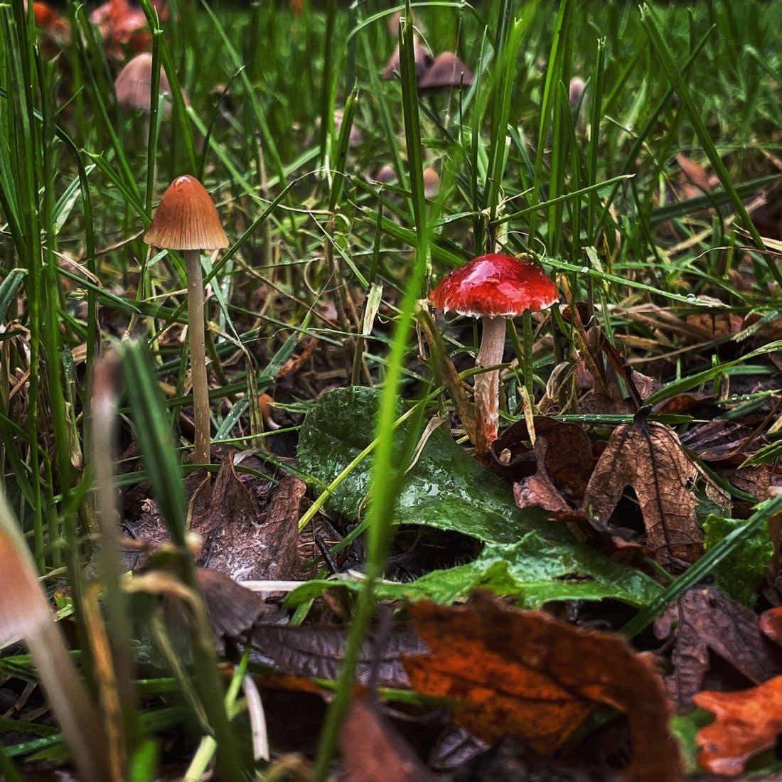 Ein kleiner Pilz mit glänzend rotem Hut und ein hellbrauner Pilz mit spitzem Hut wachsen zwischen Grashalmen und braunem Herbstlaub